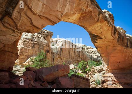 Hickman Bridge, ein großer Naturbogen im Capitol Reef National Park in Utah, USA Stockfoto