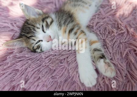 Süßes weißbraunes Kätzchen schläft süß auf einem rosa Kissen. Entspannung für eine Hauskatze, eine gemütliche Kindheit für Haustiere. Tierärztliche Versorgung Stockfoto