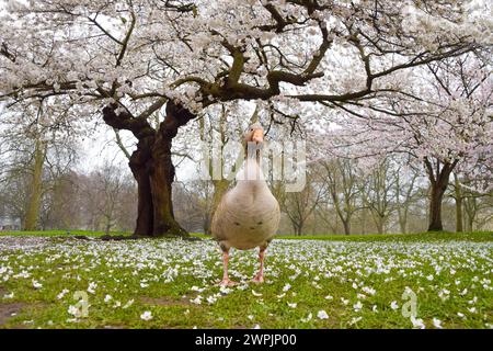 London, England, Großbritannien. März 2024. Unter einem blühenden Kirschblütenbaum im St. James's Park spaziert eine Grauganse. (Kreditbild: © Vuk Valcic/ZUMA Press Wire) NUR REDAKTIONELLE VERWENDUNG! Nicht für kommerzielle ZWECKE! Stockfoto