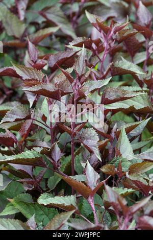 Ageratina altissima Schokolade, weiße Schlangenwurzel, lila Stiele, eiförmig, dunkel schokoladenbraun gefärbte Blätter Stockfoto