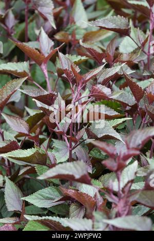 Ageratina altissima Schokolade, weiße Schlangenwurzel, lila Stiele, eiförmig, dunkel schokoladenbraun gefärbte Blätter Stockfoto