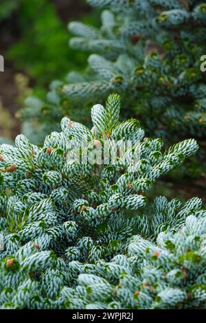Abies koreana Kohout's Ice Breaker, Korean Tanne Kohout's Ice Breaker, weiße Unterseite der Blätter verleihen der Pflanze silbrig-blaues Aussehen Stockfoto