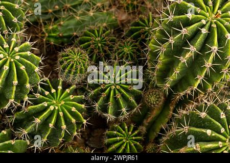 Natur-grüner Hintergrund, Kaktusbaum. Close-up-Kakteen, Kakteen Stockfoto
