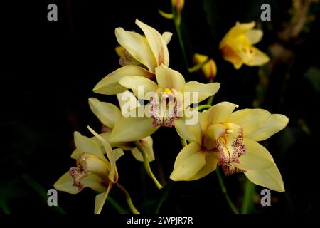 Gelbe Orchidee Cymbidium-Nahaufnahme. Orchideenzucht im Garten. Stockfoto