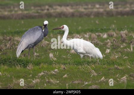 Ein seltener Sibirischer Krane (Leucogeranus leucogeranus) mit Weißnappenkran (Antigone vipio), Arasaki, Kyushu, Japan. Stockfoto