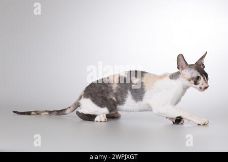 Cornish rex Rasse männliche Katze posiert für Porträt im Studio Stockfoto