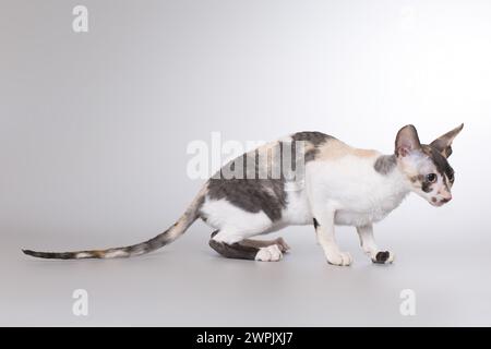 Cornish rex Rasse männliche Katze posiert für Porträt im Studio Stockfoto