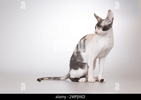 Cornish rex Rasse männliche Katze posiert für Porträt im Studio Stockfoto