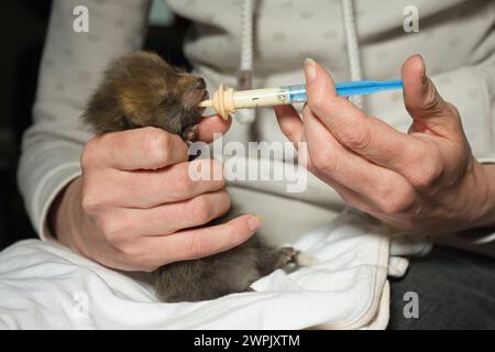 Adoption und Fütterung von Rotfuchs, der im wilfer Wald einsam gefunden wurde Stockfoto