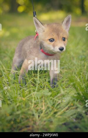 Adoption eines kleinen Rotfuchses, der im wilfer Wald einsam gefunden wurde Stockfoto