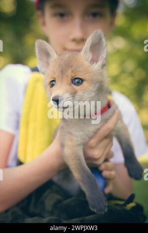 Adoption eines kleinen Rotfuchses, der im wilfer Wald einsam gefunden wurde Stockfoto