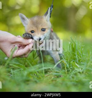 Adoption eines kleinen Rotfuchses, der im wilfer Wald einsam gefunden wurde Stockfoto