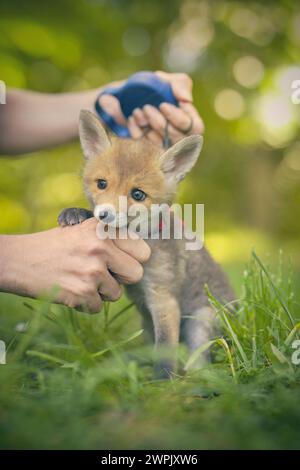 Adoption eines kleinen Rotfuchses, der im wilfer Wald einsam gefunden wurde Stockfoto