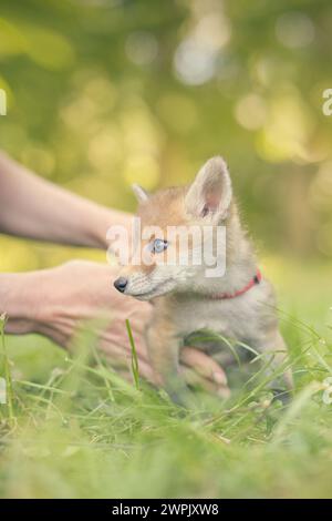 Adoption eines kleinen Rotfuchses, der im wilfer Wald einsam gefunden wurde Stockfoto