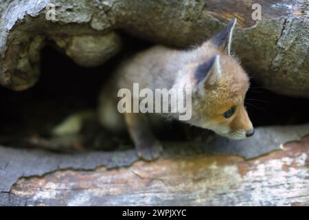 Adoption eines kleinen Rotfuchses, der im wilfer Wald einsam gefunden wurde Stockfoto