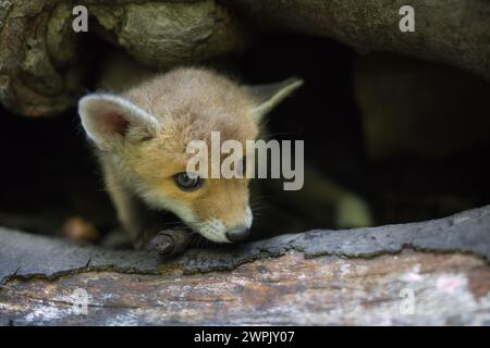 Adoption eines kleinen Rotfuchses, der im wilfer Wald einsam gefunden wurde Stockfoto