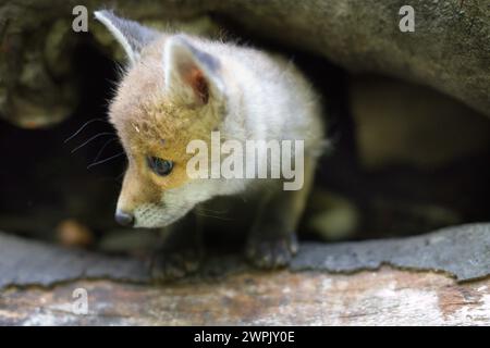 Adoption eines kleinen Rotfuchses, der im wilfer Wald einsam gefunden wurde Stockfoto