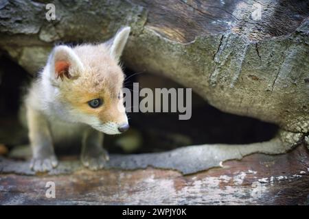 Adoption eines kleinen Rotfuchses, der im wilfer Wald einsam gefunden wurde Stockfoto