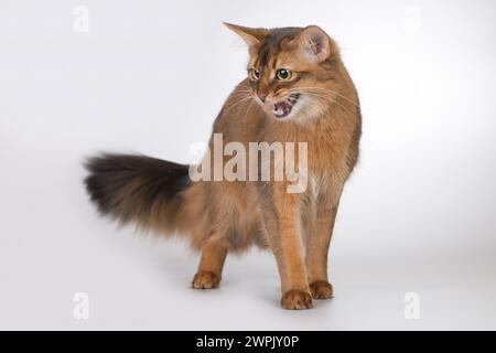 Die somalische Katze posiert für Porträt im Studio Stockfoto