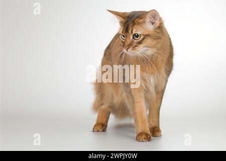 Die somalische Katze posiert für Porträt im Studio Stockfoto