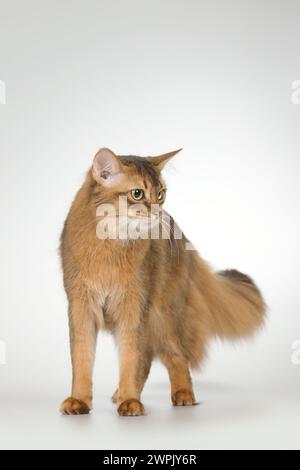 Die somalische Katze posiert für Porträt im Studio Stockfoto