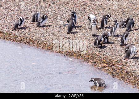 Eine Gruppe von Magellan-Pinguinen. Pinguinkolonie Punta Tombo, Patagonien Stockfoto