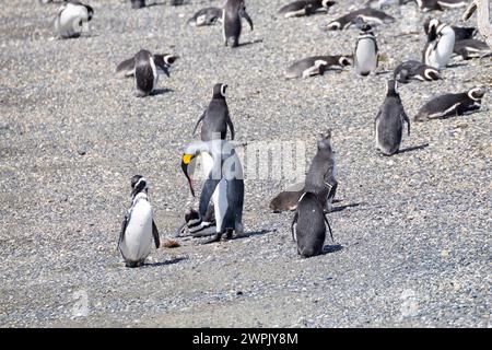 Ein Kaiserpinguin in einer Gruppe von Magellanpinguinen Stockfoto