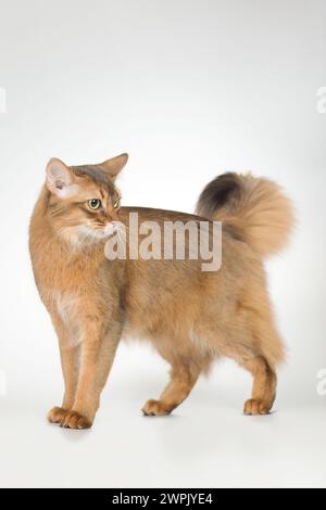 Die somalische Katze posiert für Porträt im Studio Stockfoto