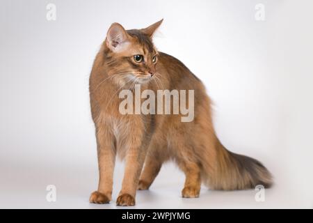 Die somalische Katze posiert für Porträt im Studio Stockfoto