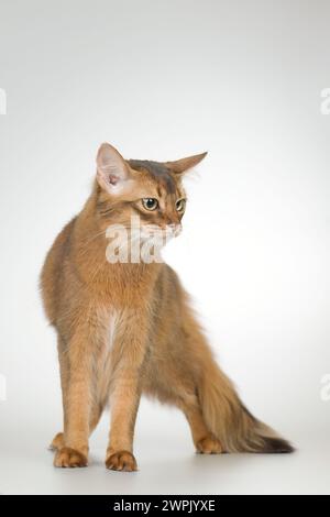 Die somalische Katze posiert für Porträt im Studio Stockfoto