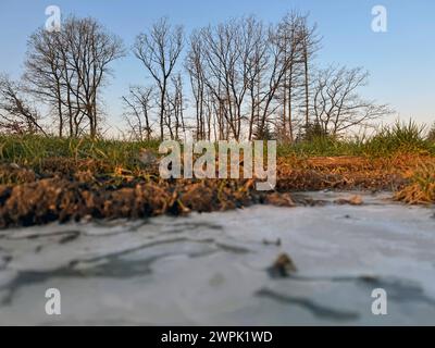 Winter im Siegerland. Der Tag startet wie hier bei Siegen-Oberschelden frostig aber schön schön schön. Baeume Bäume und eine gefrorene Pfuetze Pfütze Winter im Siegerland am 08.03.2024 in Siegen/Deutschland. *** Winter in Siegerland der Tag beginnt wie hier bei Siegen Oberschelden frostige, aber schöne Bäume und ein gefrorener Pfützenwintertag im Siegerland am 08 03 2024 in Siegen Deutschland Stockfoto