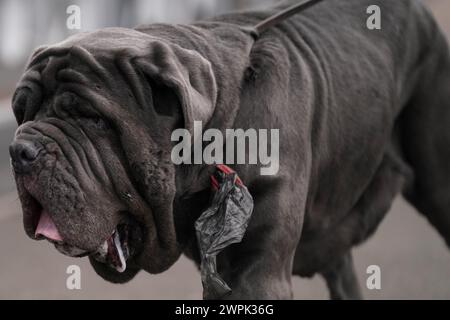 Ein neapolitanischer Mastiff kommt am zweiten Tag der Crufts Dog Show im National Exhibition Centre (NEC) in Birmingham an. Bilddatum: Freitag, 8. März 2024. Stockfoto