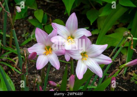 Sydney Australien, blühende Zephyranthes Robusta oder rosa Regenlilie Stockfoto