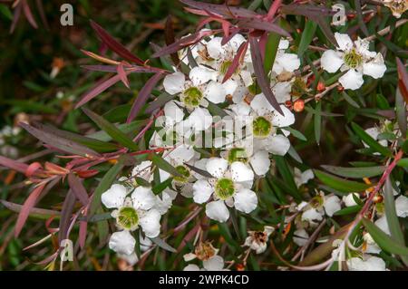 Sydney Australia, Leptospermum madidum ist eine Art von Sträuchern oder kleinen Bäumen mit weinenden Zweigen, glatter Rinde, blassgrünen linearen Blättern, kleinem weißem f Stockfoto