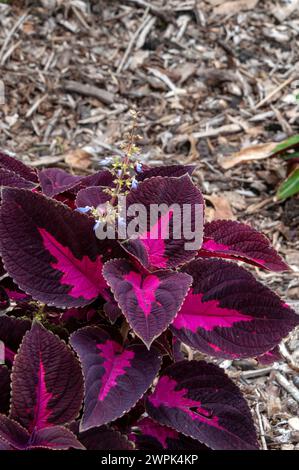 Sydney Australien, blühende coleus mit violetten und rosa Blättern im Garten Stockfoto