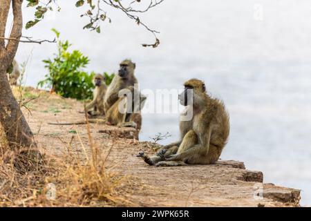 Kleine Gruppe von Chacma-Pavianen (Papio ursinus), die am Ufer des Luangwa-Flusses im South Luangwa-Nationalpark in Sambia im südlichen Afrika sitzen Stockfoto