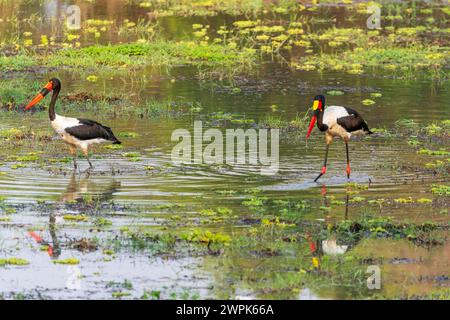 Weiblicher (links) und männlicher (rechts) Sattelschnabelstorch (Ephippiorhynchus senegalensis) im South Luangwa National Park in Sambia, Südafrika Stockfoto