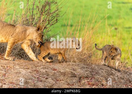 Eine Löwin (Panthera leo) mit ihren beiden Jungen spazieren im South Luangwa National Park in Sambia, Südafrika Stockfoto
