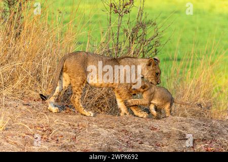 Eine Löwin (Panthera leo) spielt mit ihrem Jungen im South Luangwa National Park in Sambia, Südafrika Stockfoto