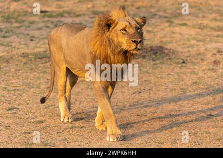 Ein männlicher Löwe (Panthera leo), der bei Sonnenaufgang im South Luangwa National Park in Sambia im südlichen Afrika über offenes Gelände spaziert Stockfoto