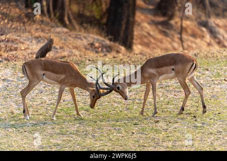 Bekämpfung männlicher Impalas (Aepyceros melampus) im Süd-Luangwa-Nationalpark in Sambia, Südafrika Stockfoto