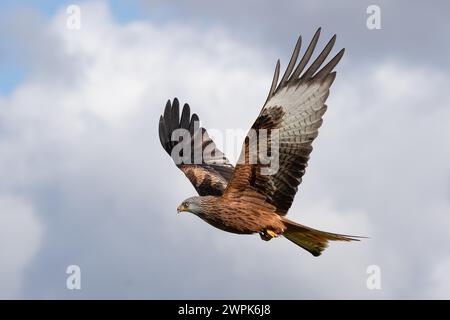 Im Flug mit aufrechten Flügeln gefangen ist ein roter Drachen, Milvus milvus. Es gibt Platz für Text und das Motiv hat einen bewölkten Hintergrund Stockfoto