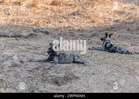 Ein Paar afrikanischer Wildhunde oder gemalte Hunde (Lycaon pictus), die im Schatten im South Luangwa National Park in Sambia, Südafrika, liegen Stockfoto