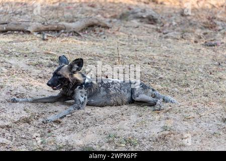 Afrikanischer Wildhund oder gemalter Hund (Lycaon pictus) im Schatten im South Luangwa National Park in Sambia, Südafrika Stockfoto