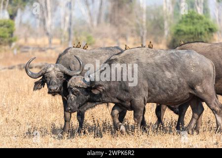 Afrikanischer Büffel (Syncerus Caffer), mit Rotschnabelspecht auf der Rückseite, unterwegs im South Luangwa National Park in Sambia, Südafrika Stockfoto