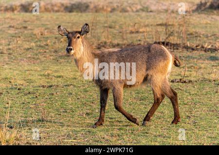 Ein weiblicher Buschbock (Tragelaphus scriptus), der im Süd-Luangwa-Nationalpark in Sambia im südlichen Afrika spaziert Stockfoto