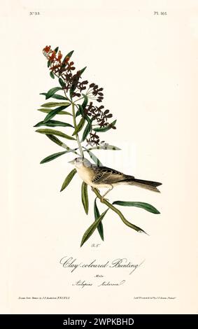 Richly detailed and colorfully illustrated bird perched on a flowering branch. By J.J. Audubon: Birds of America, 1840 Stockfoto