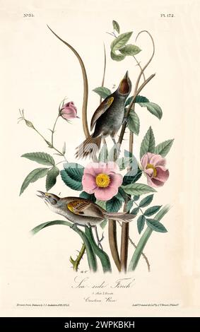 Alte gravierte Illustration des seeseitenfinks (Ammospiza maritima). Erstellt von J.J. Audubon: Birds of America, Philadelphia, 1840 Stockfoto