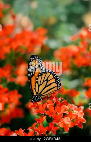 Monarchschmetterling auf einem Bett aus roten Blumen Stockfoto