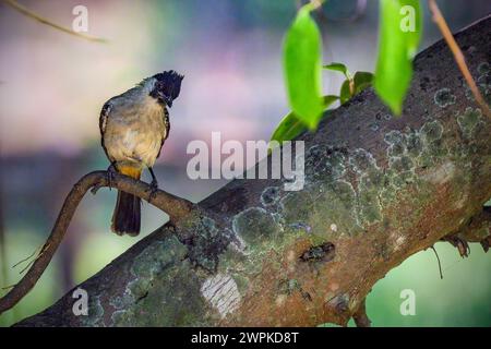 Der Bulbul-Vogel (Pycnonotidae), der auf einem Ast thront Stockfoto